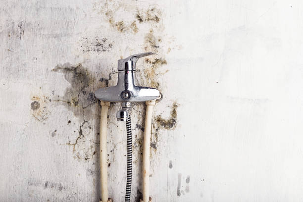 Best Mold Remediation for Schools in Homewood, IL