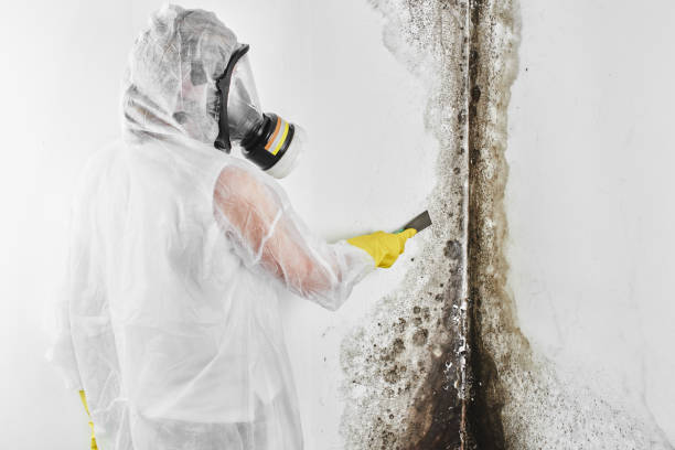 Best Insurance-Related Mold Remediation in Homewood, IL