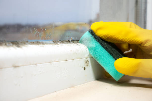 Best Emergency Mold Remediation in Homewood, IL