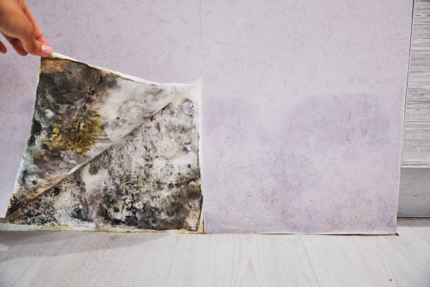 Reliable Homewood, IL Mold Remediation Solutions